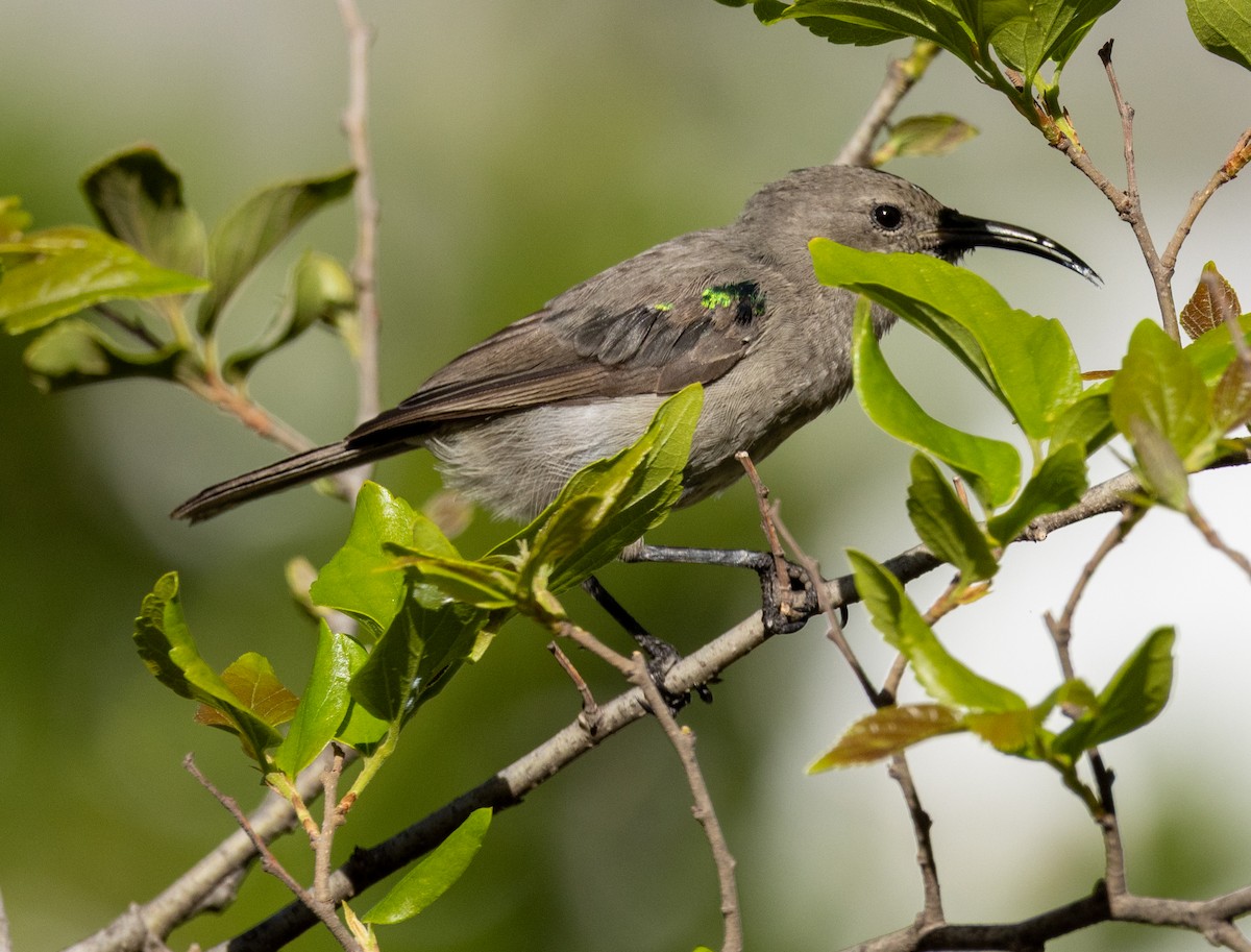 Southern Double-collared Sunbird - ML647461518