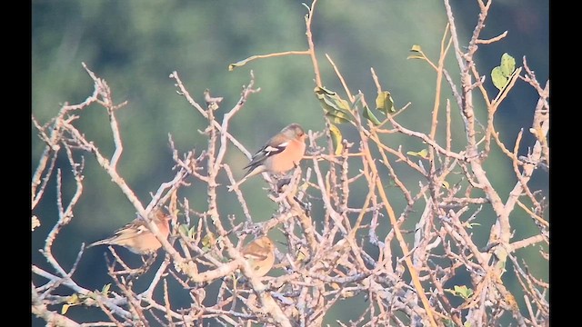 Common Chaffinch - ML647461531