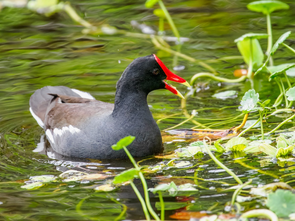 Курочка латиноамериканська - ML647461543