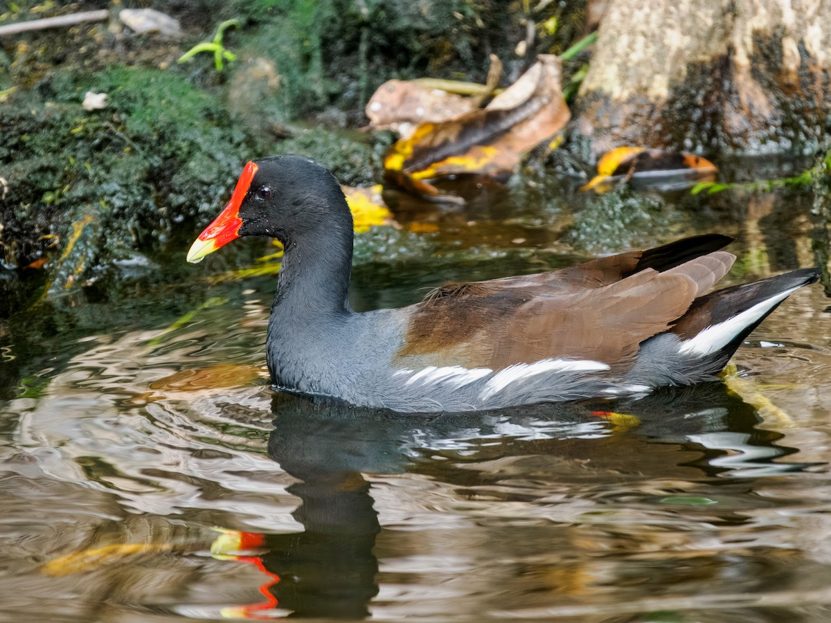 Курочка латиноамериканська - ML647461544