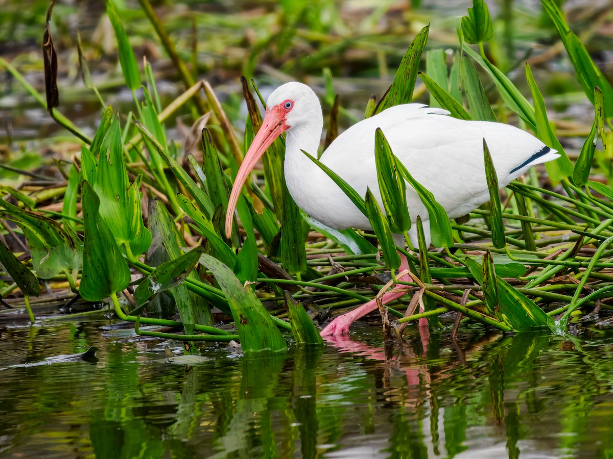 White Ibis - ML647461565