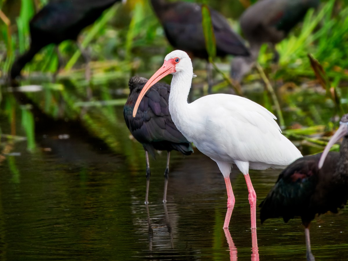 White Ibis - ML647461566