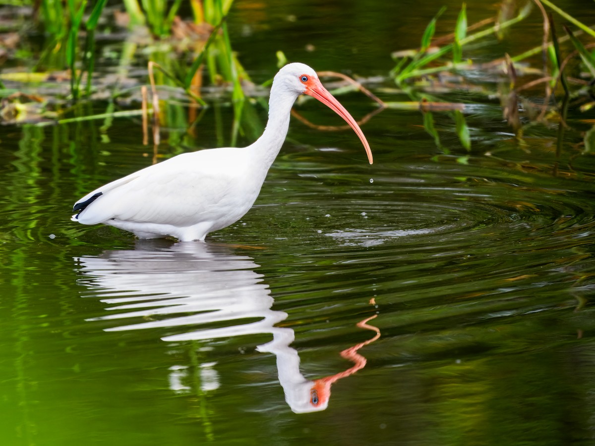 White Ibis - ML647461567