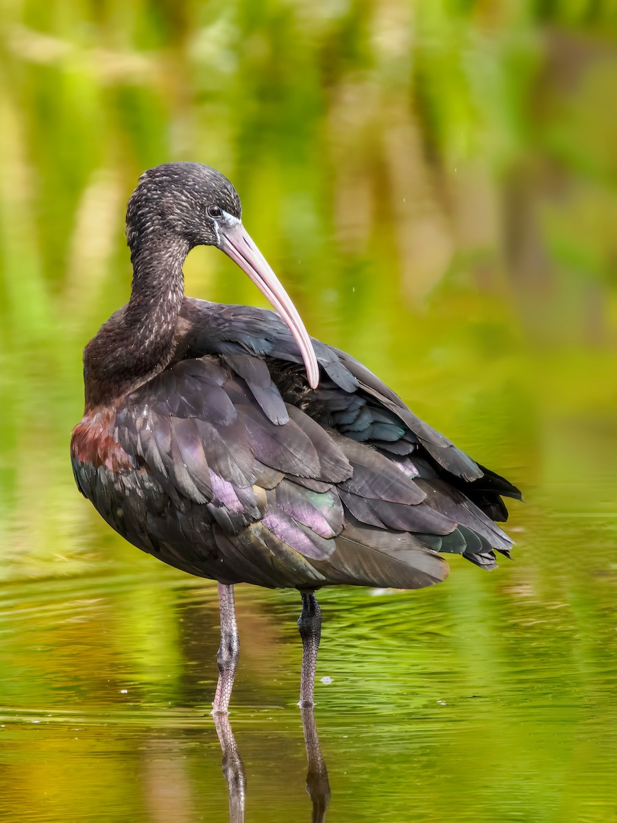 Glossy Ibis - ML647461570