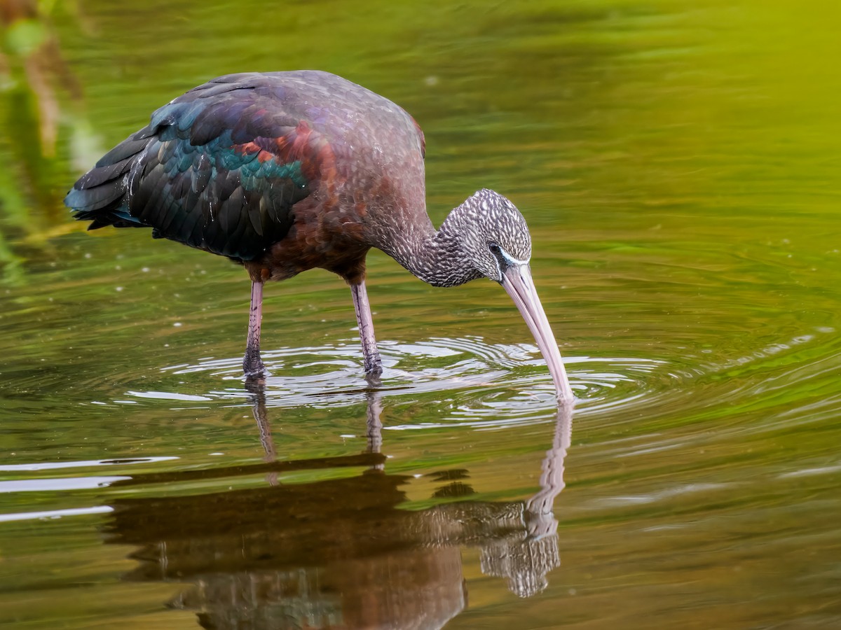 Glossy Ibis - ML647461571