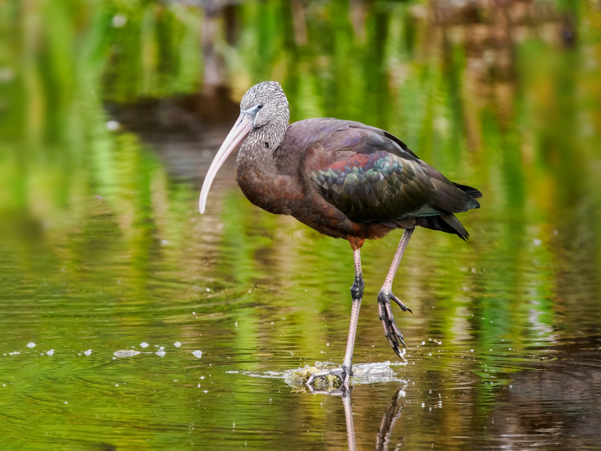 Glossy Ibis - ML647461572