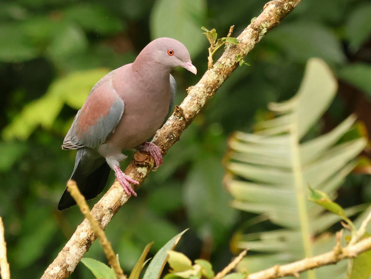 Red-billed Pigeon - ML647461574