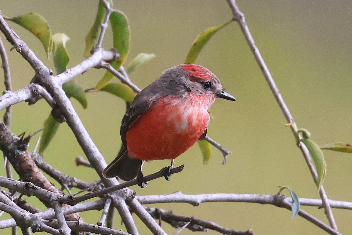 Vermilion Flycatcher (Northern) - ML647461575