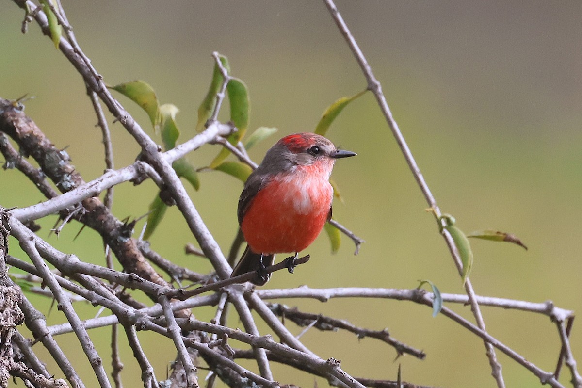 Vermilion Flycatcher (Northern) - ML647461576