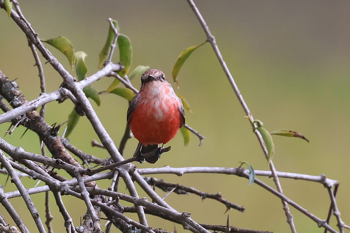 Vermilion Flycatcher (Northern) - ML647461577