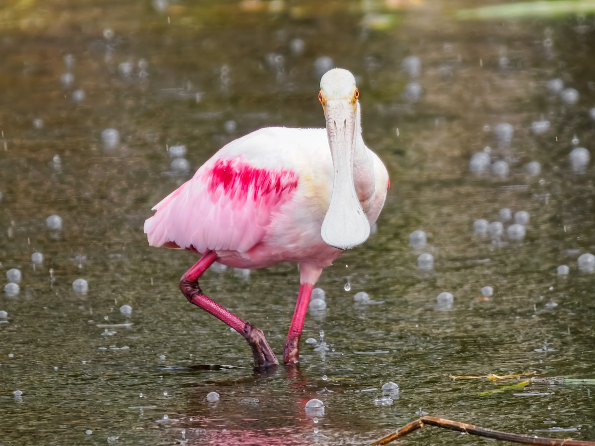Roseate Spoonbill - ML647461579