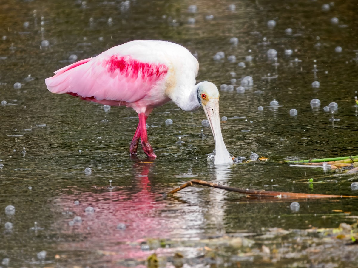 Roseate Spoonbill - ML647461580