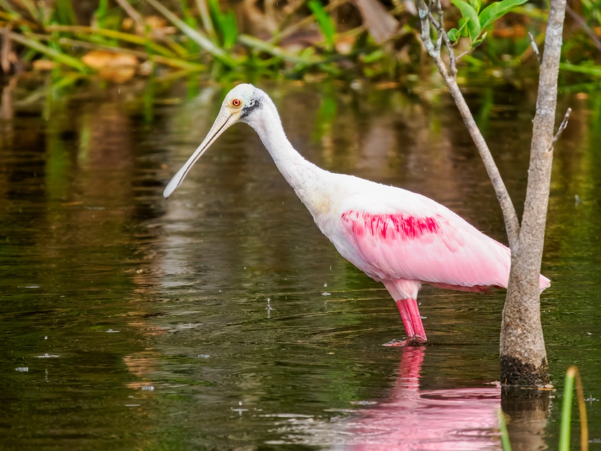 Roseate Spoonbill - ML647461581