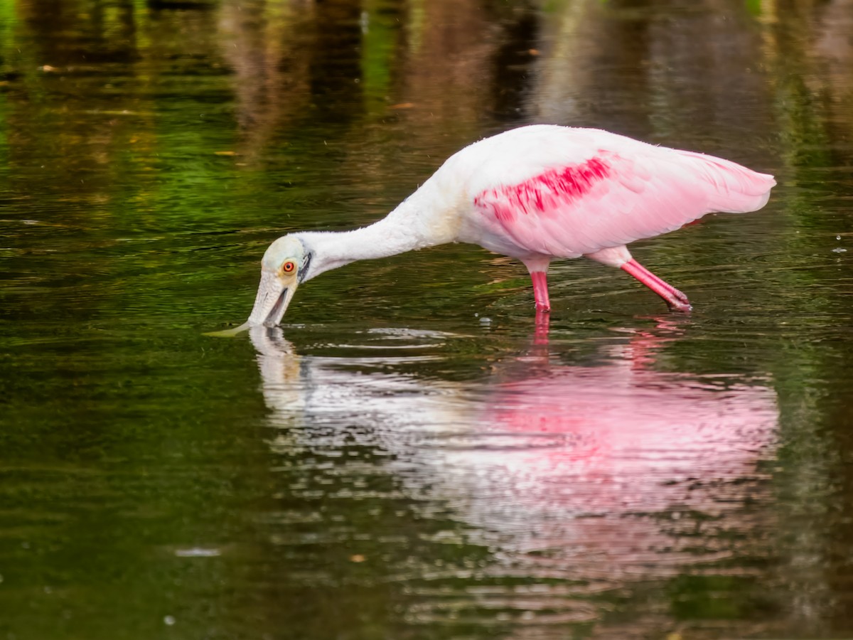 Roseate Spoonbill - ML647461582