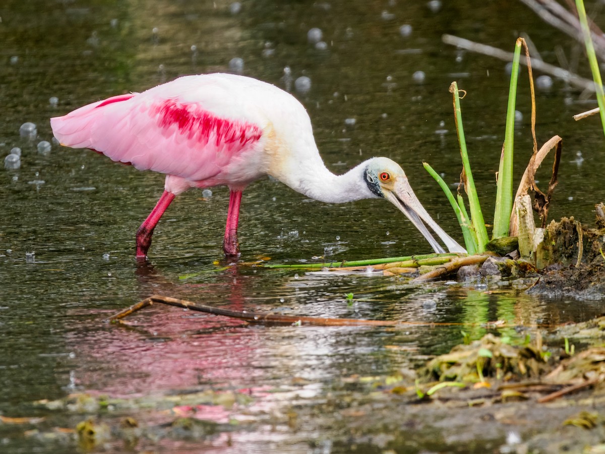 Roseate Spoonbill - ML647461583