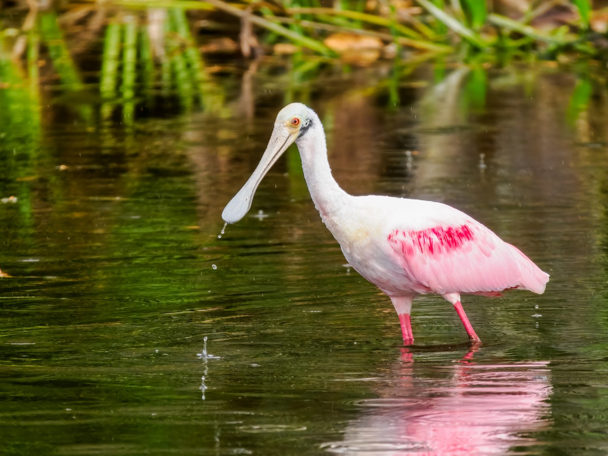 Roseate Spoonbill - ML647461584