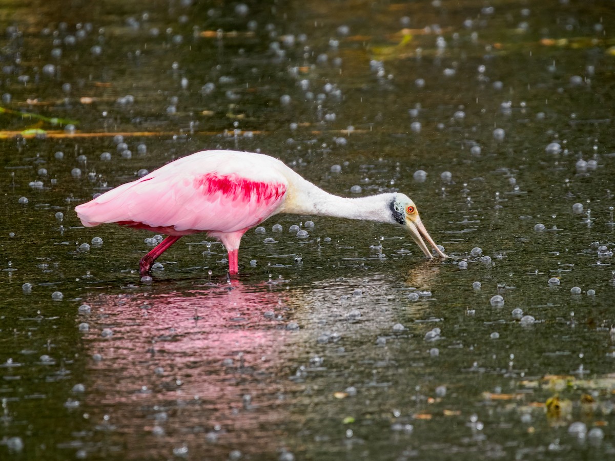 Roseate Spoonbill - ML647461585