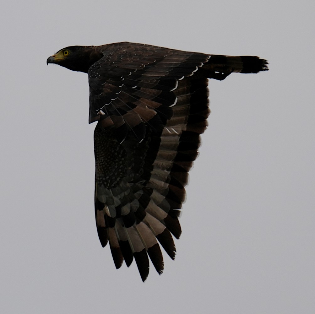 Culebrera Chiíla - ML647461589