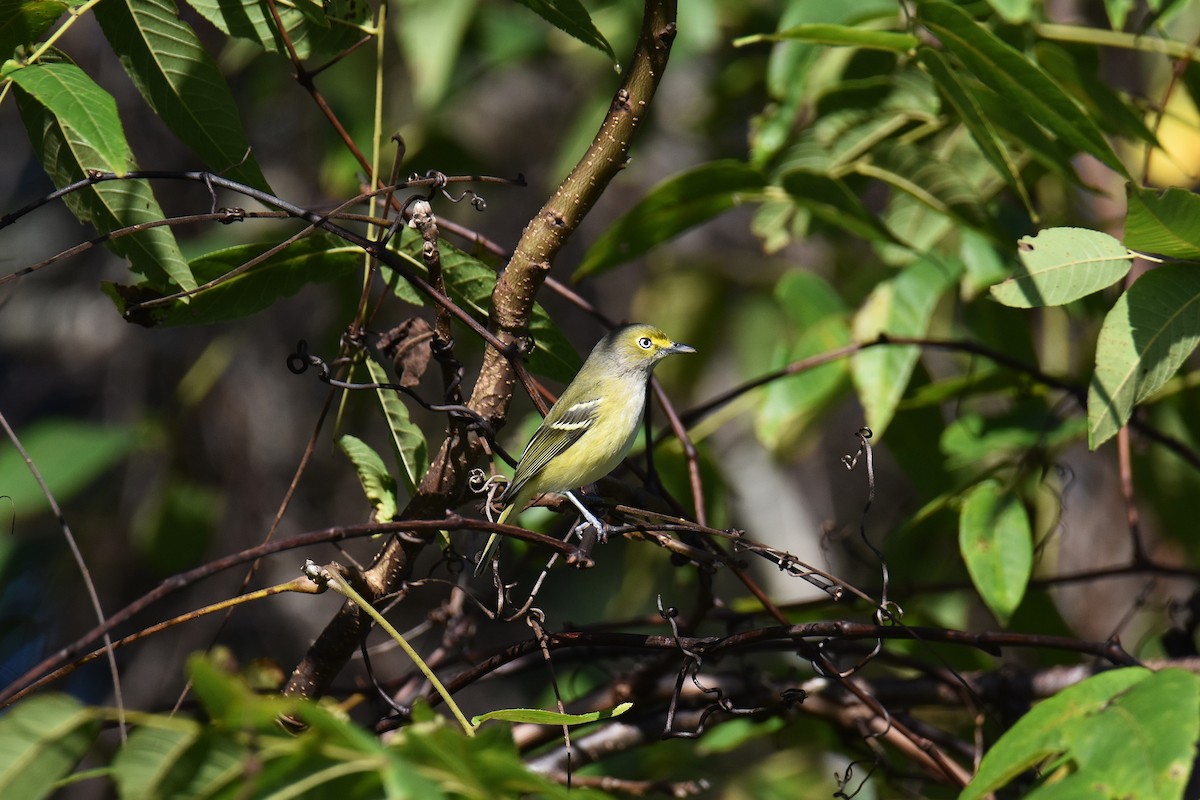 White-eyed Vireo - ML647461591