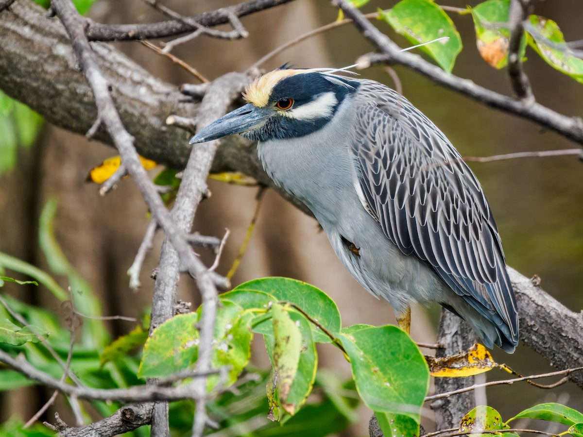 Yellow-crowned Night Heron - ML647461593