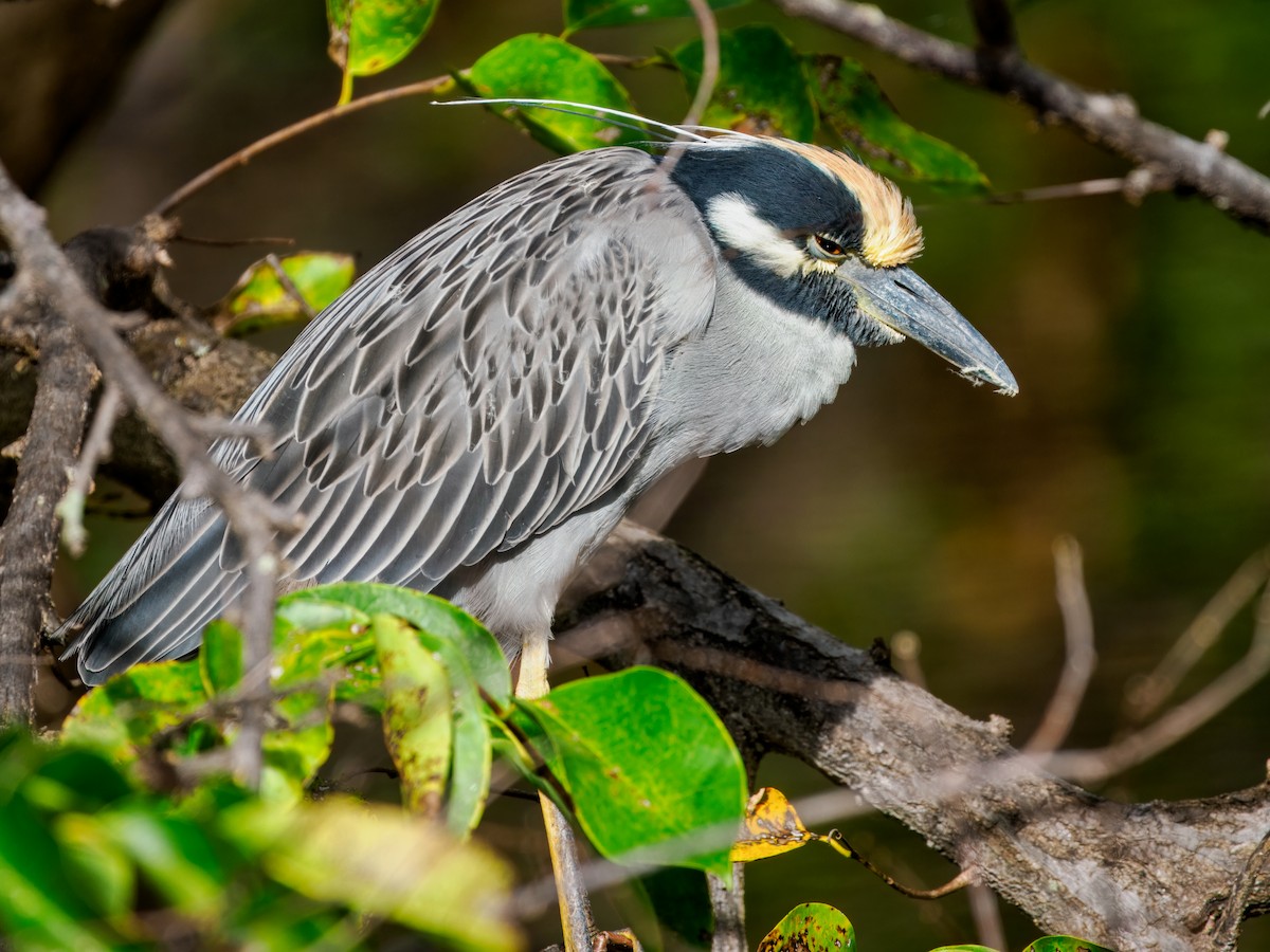 Yellow-crowned Night Heron - ML647461594