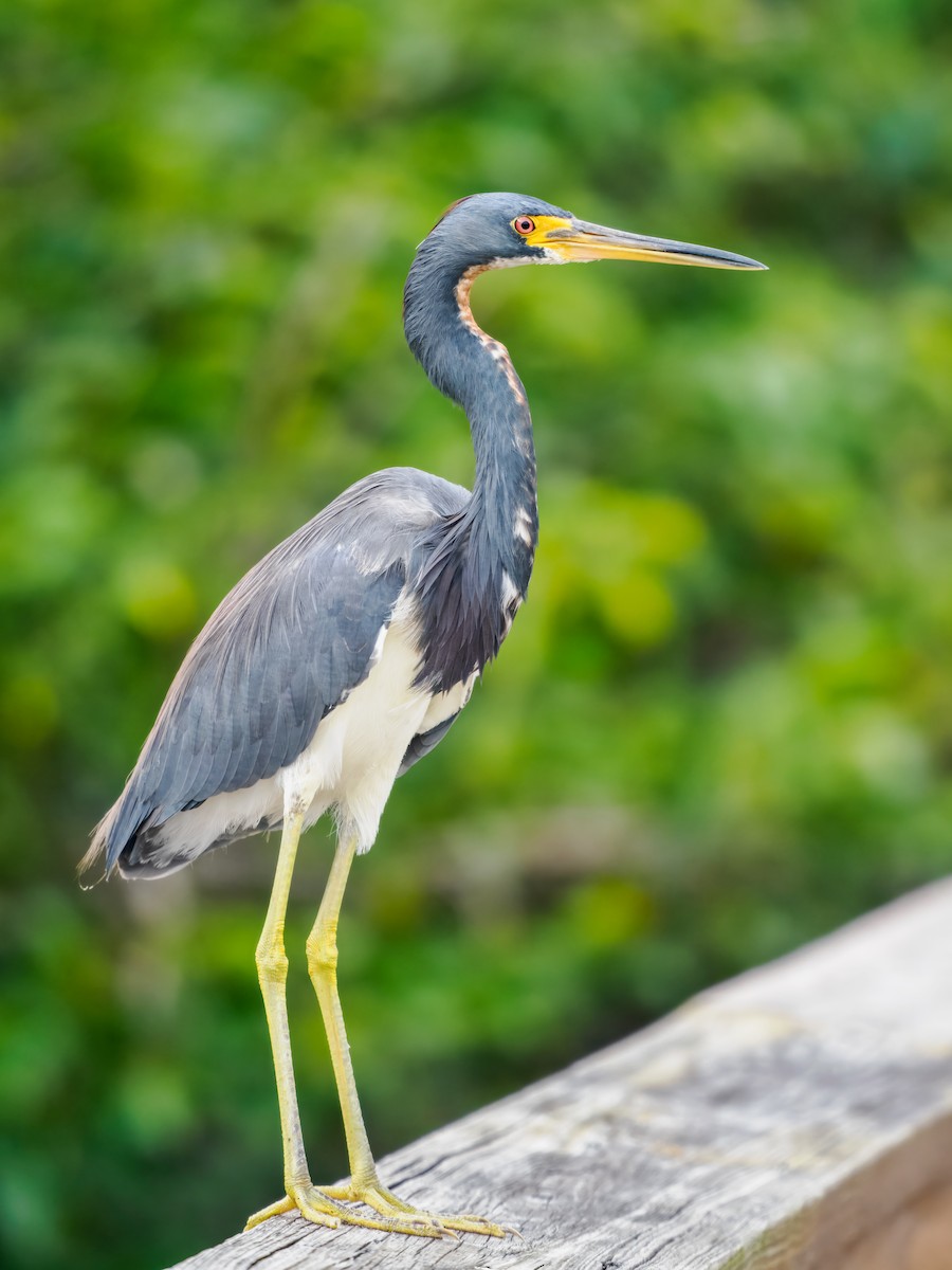 Tricolored Heron - ML647461603