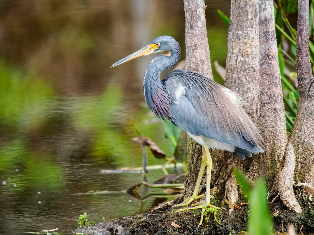 Tricolored Heron - ML647461604