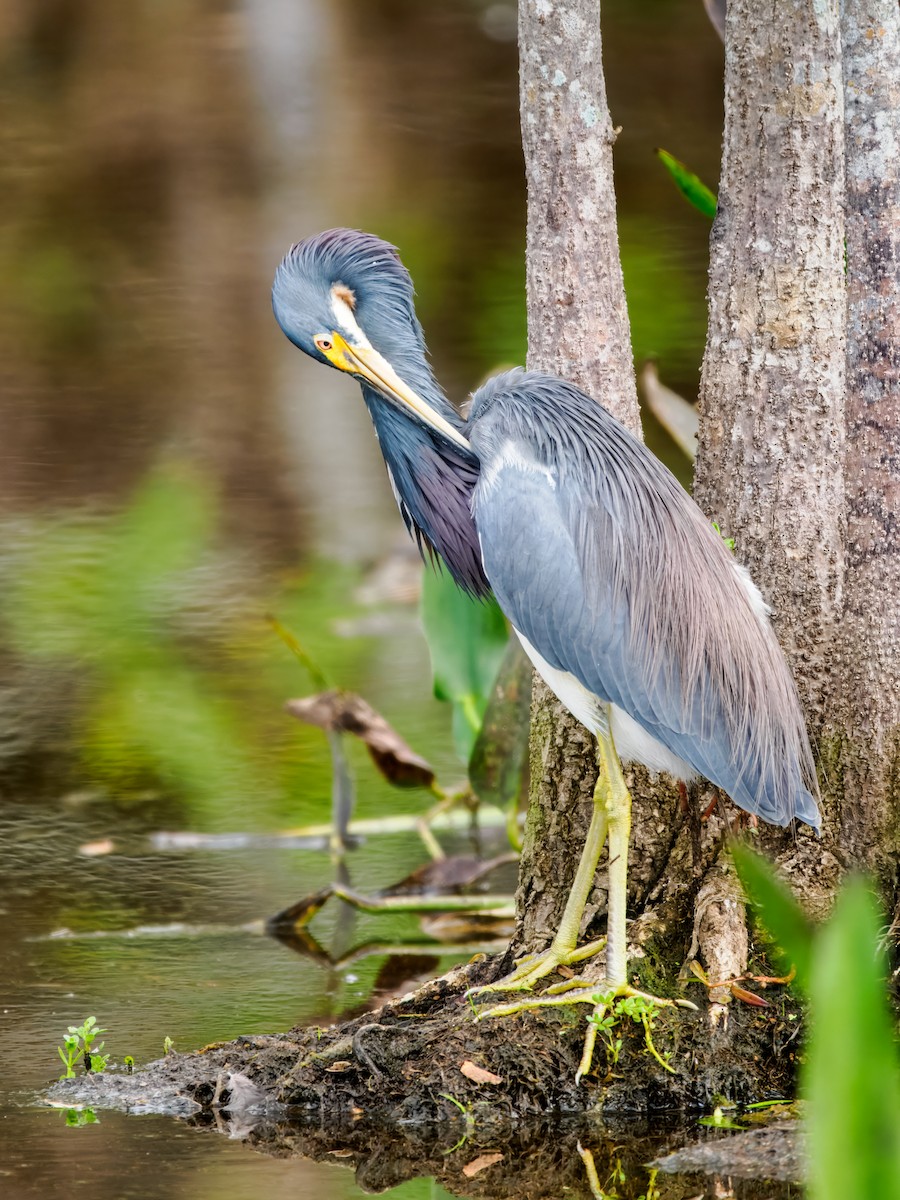 Tricolored Heron - ML647461605