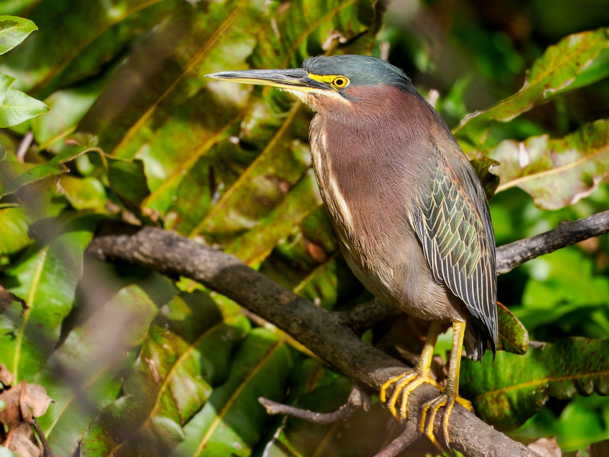 Green Heron - ML647461609