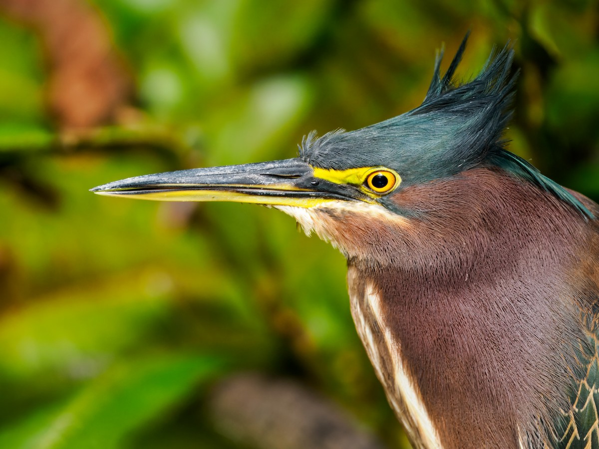 Green Heron - ML647461610