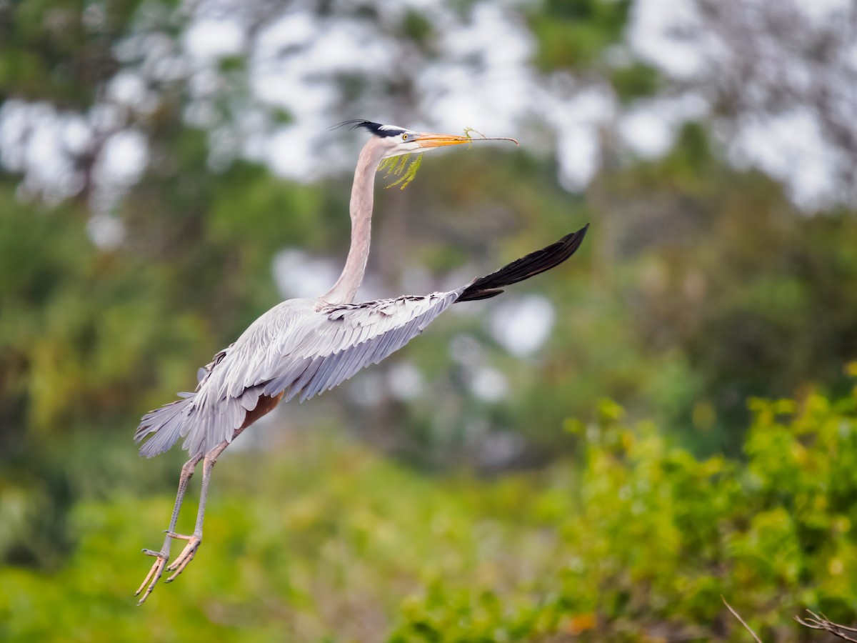 Great Blue Heron - ML647461618