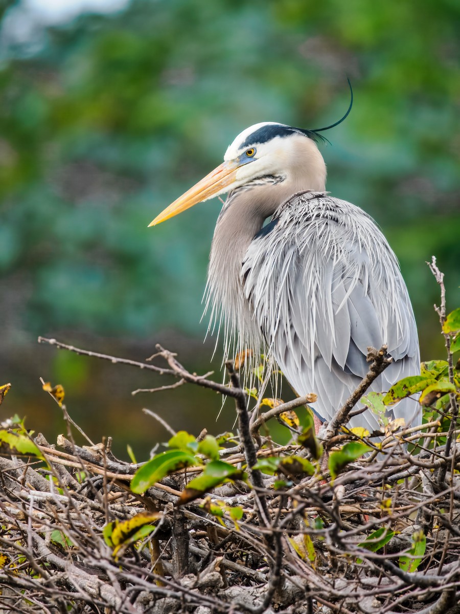 Great Blue Heron - ML647461619