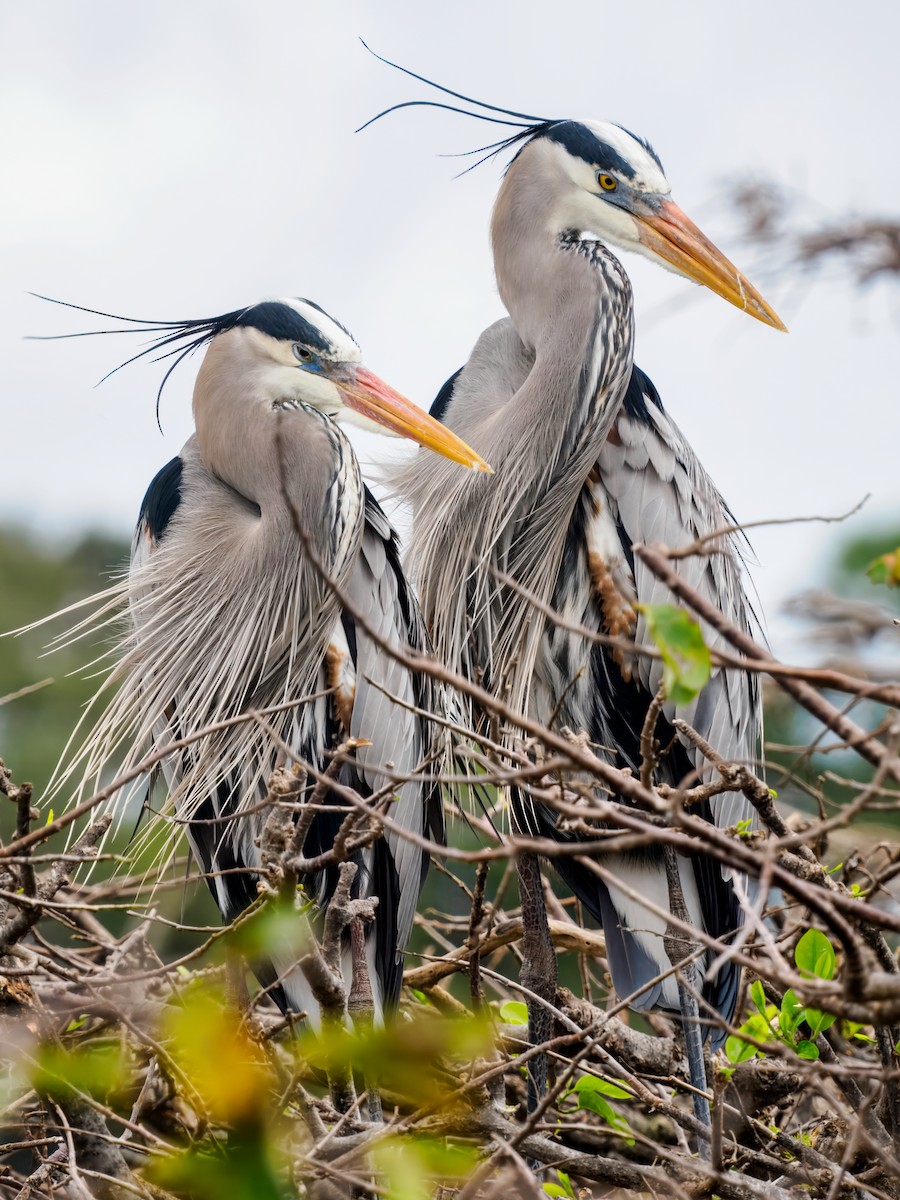 Great Blue Heron - ML647461620