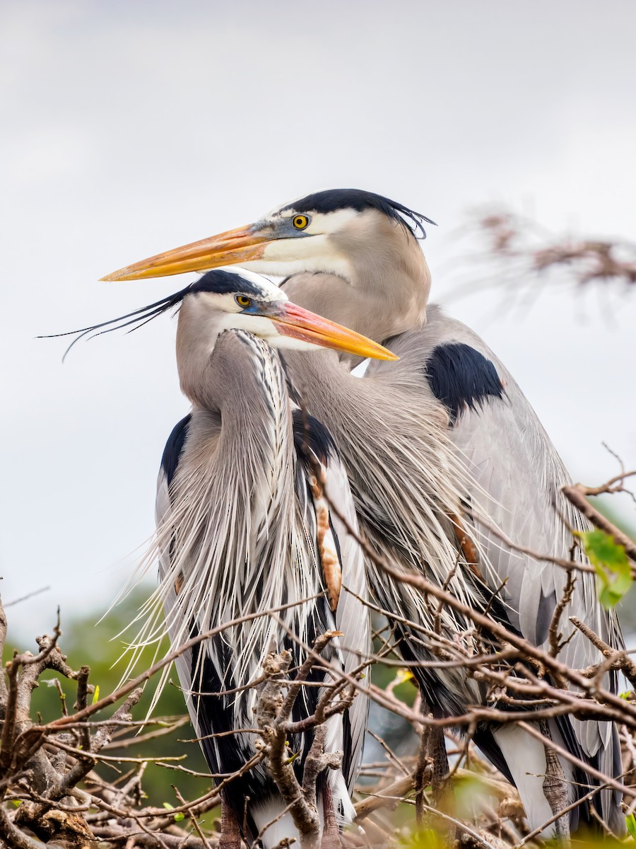 Great Blue Heron - ML647461621