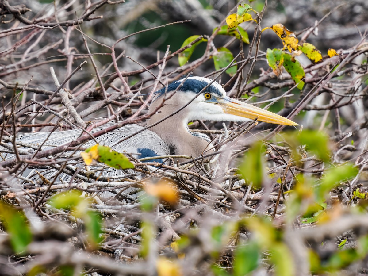 Great Blue Heron - ML647461622