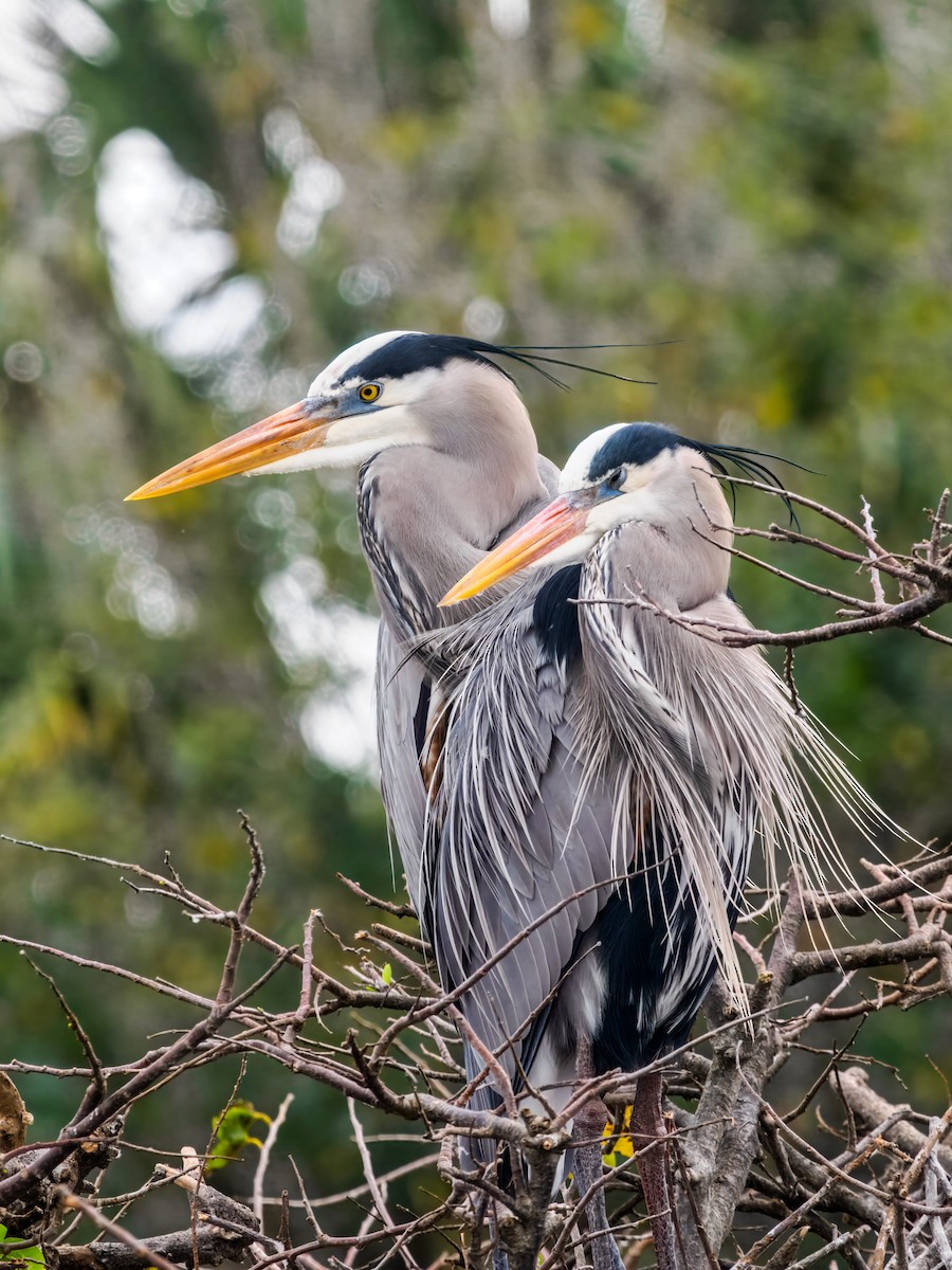 Great Blue Heron - ML647461623