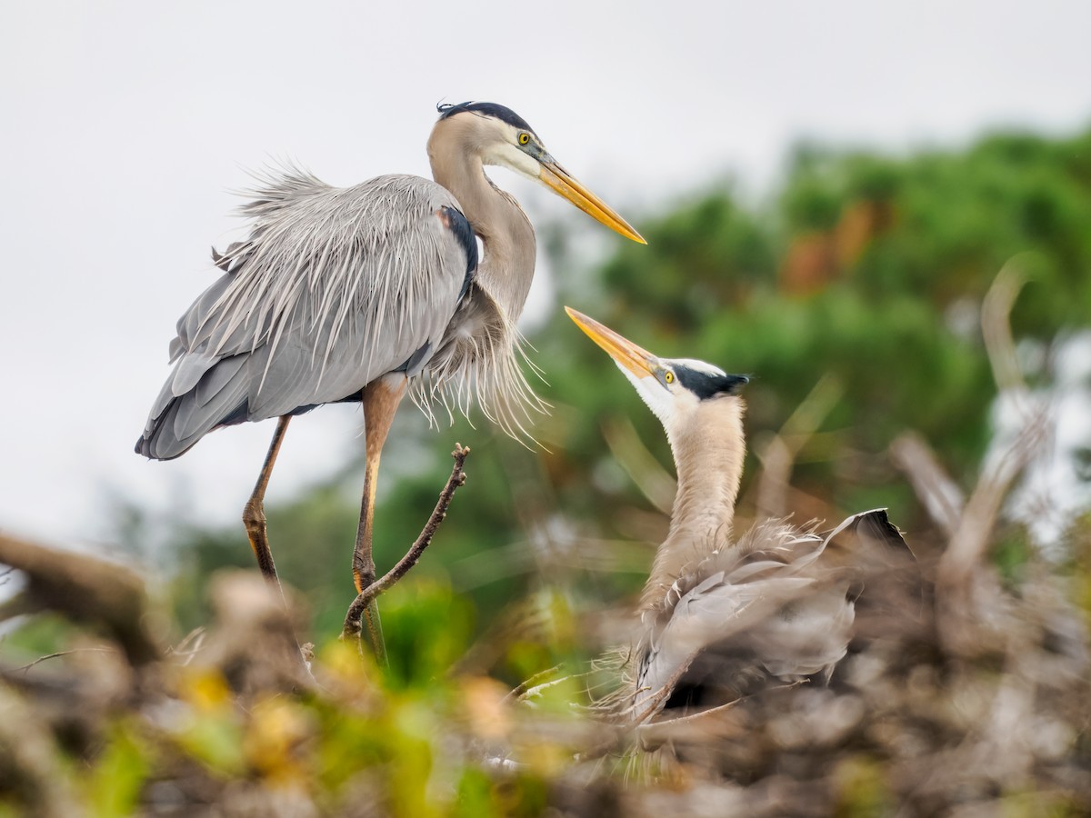 Great Blue Heron - ML647461624