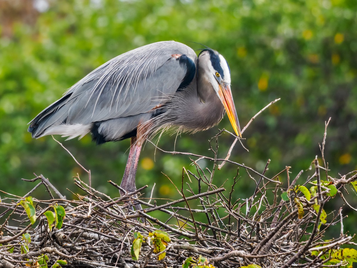 Great Blue Heron - ML647461625