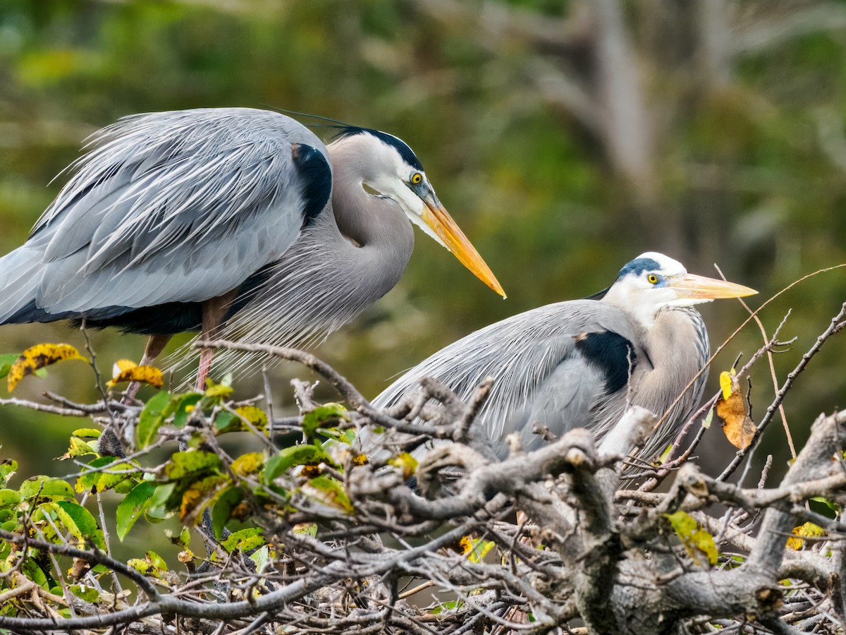Great Blue Heron - ML647461626