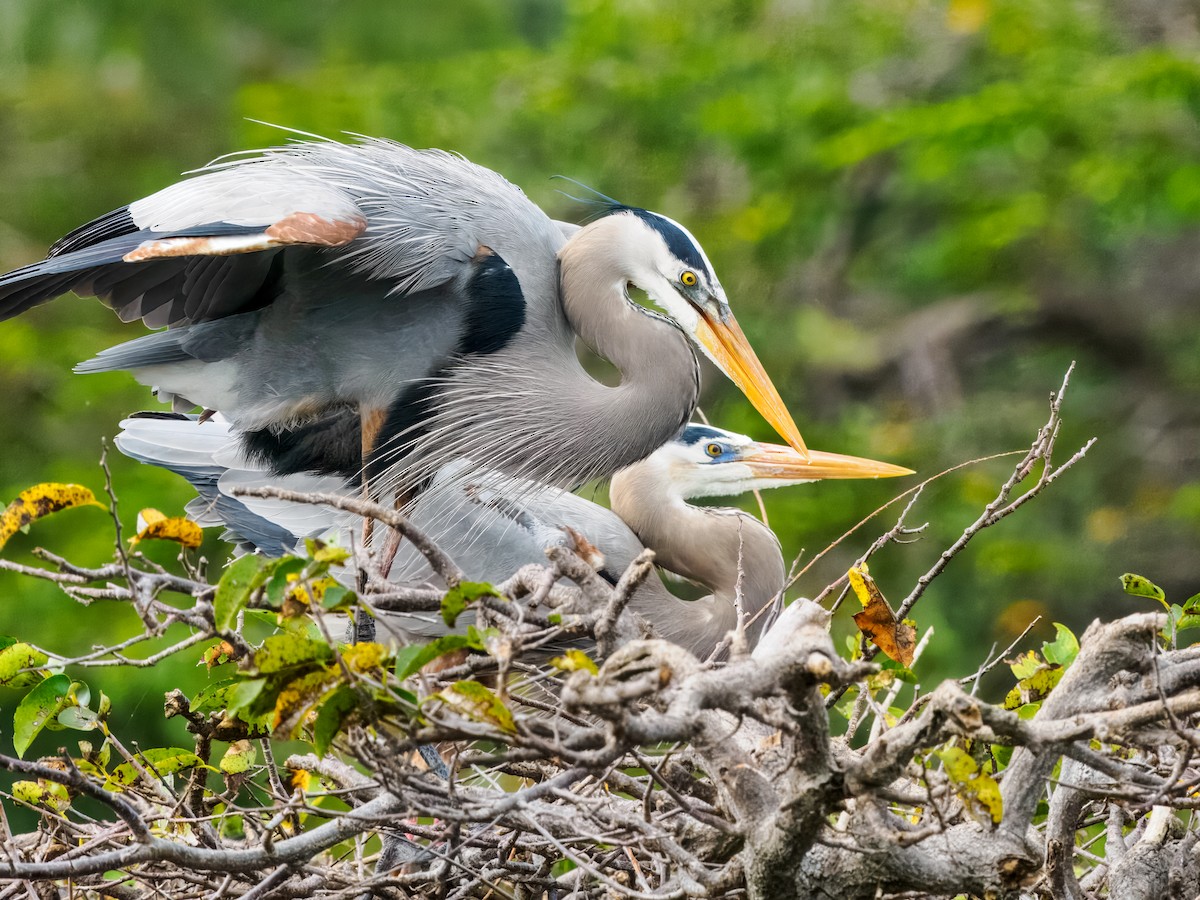 Great Blue Heron - ML647461627