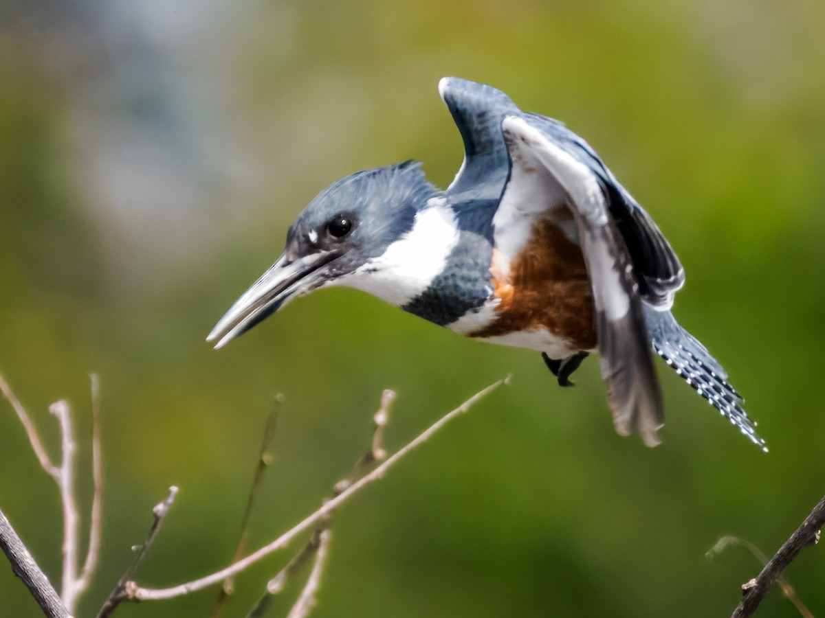 Belted Kingfisher - ML647461632