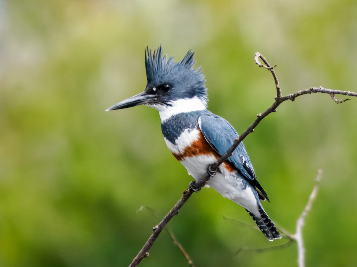 Belted Kingfisher - ML647461633