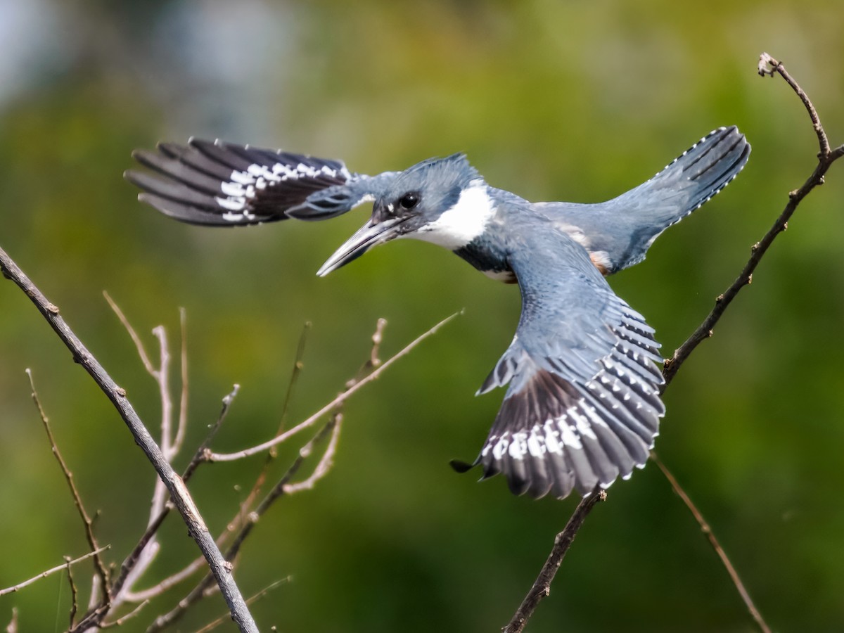Belted Kingfisher - ML647461634