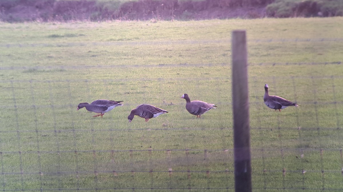 Ánsar Careto (euroasiático) - ML647461643