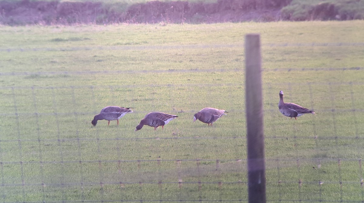 Ánsar Careto (euroasiático) - ML647461646