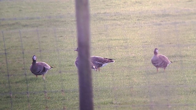 白額雁(albifrons) - ML647461651