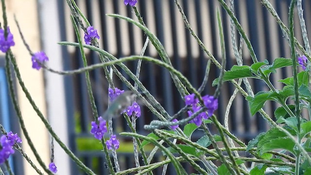 Ruby-throated Hummingbird - ML647461679