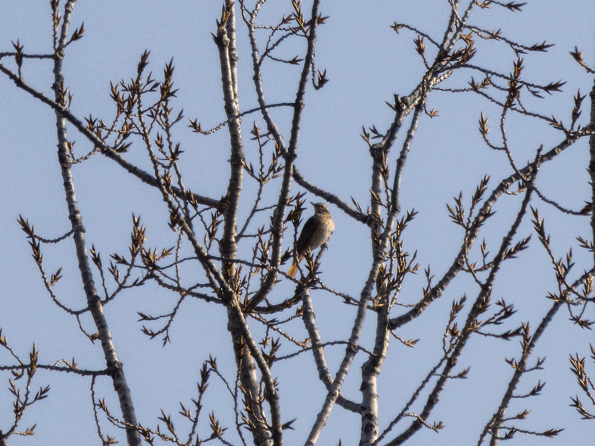 Naumann's Thrush - ML647461683