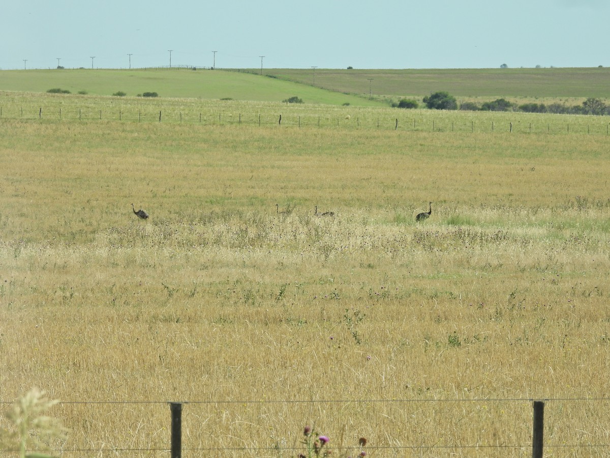 Greater Rhea - ML647461684