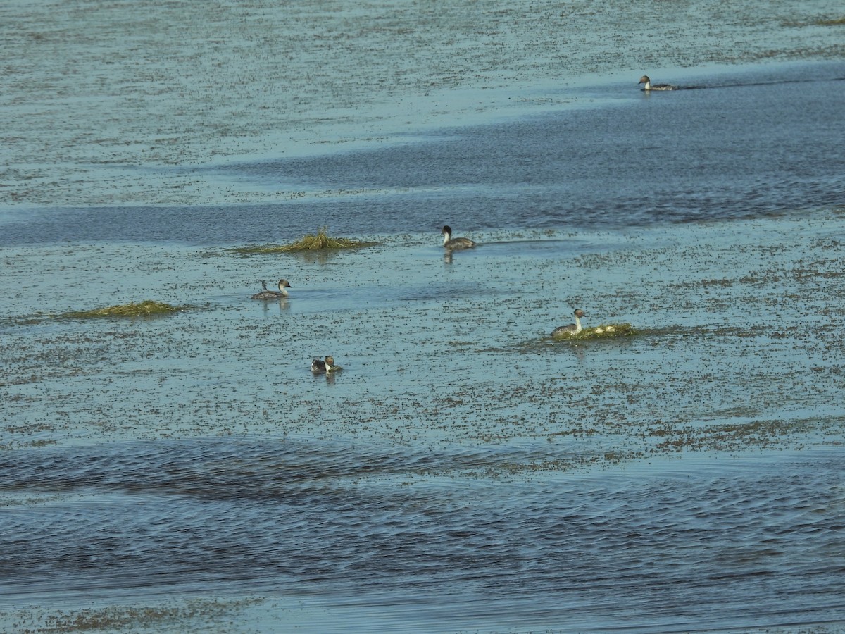 Silvery Grebe - ML647461700